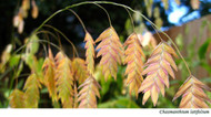 Chasmanthium latifolium “Northern sea oats”