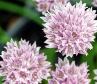 New! Allium x 'Chivette' 