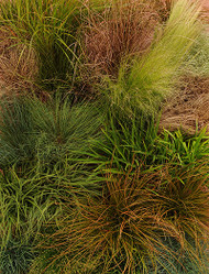 IT’S A GRASS GRASS GRASS! (Carex  ColorGrass® Series)