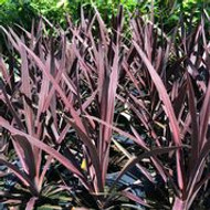 It’ll Fit You to a Ti! Cordyline australis