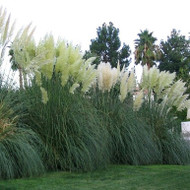 Race Ready Pampas Grass - Cortaderia selloana