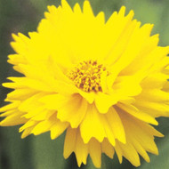 The Midas Touch Trifecta! (Coreopsis grandiflora ‘Early Sunrise’)
