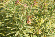 Euphorbia xmartinii ‘Ascot Rainbow’ PP21401