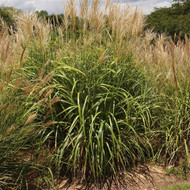 We’re Fair-ly Certain You’ll Be Impressed! Miscanthus sinensis My Fair Maiden™