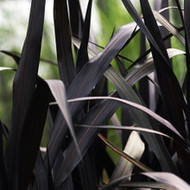 The Royal Collection of Napier Grasses