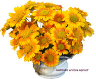Gaillardia ~ The Arizona Series