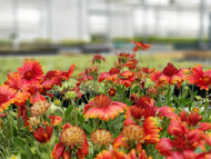 Topspin is for Table Tennis. SpinTop™ is for Perennials! (Gaillardia) 