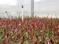 GAURA lindheimeri The Wand Flower: Garden Magic!