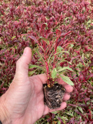 Gaura is Garden Magic! Gaura lindheimeri 