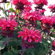 Monarda Bee-You® for Pollinator Week 2024 