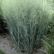 A Native Gem - Panicum virgatum 