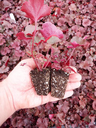 The A-Team Benchwarmer  (Heuchera Melting Fire) 