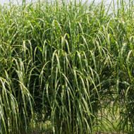 Miscanthus Bandwith™ & High Frequency™