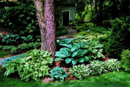 Host a Hosta Party! 