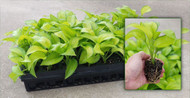 Hosts of Hosta Hit Prime Time