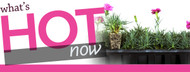 Dianthus by Whetman - Easy as Pie
