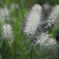 Well-Behaved Fountain Grasses ~ Infertile Pennisetum alopecuroides