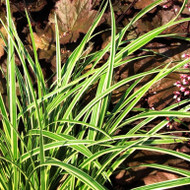 Icy Cool, Variegated Carex morrowii