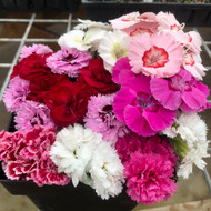 What''s Hot Now? Dianthus! 