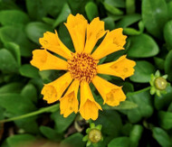 THE END TO BORDER WARS: Part II (Coreopsis)