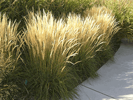 Calamagrostis xa. 'Karl Foerster' ~ Superstar! 