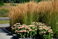 Energy Efficient, Cool Season Calamagrostis  Energy Efficient, Cool Season Calamagrostis