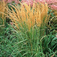Energy Efficient Early Grasses ~ Calamagrostis xa. 