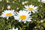 Let It Snow(cap)! Leucanthemum xsuperbum