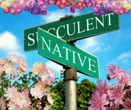 At the Corner of Native and Succulent - Lewisia 