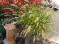 Flora Meets Fauna Part 3 Pennisetum (Miniature Fountain Grasses) 