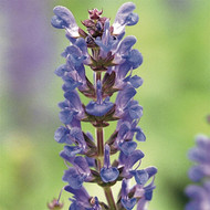 Salvia nemorosa May Night (‘Mainacht’)~ Flashback! 