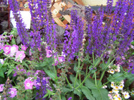 Please, Use the Pseudonyms - (Salvia nemorosa April Night & May Night)