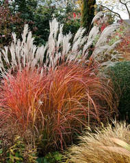 Enter the Dragon... Miscanthus ‘Fire Dragon’! 