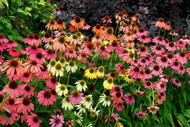 Bee-witching Blooms ~ Echinacea purpurea 