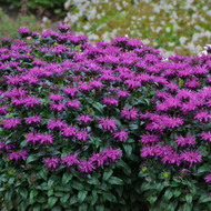 Sweeten up Sales with Monarda Sugar Buzz®