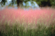 A Sparkling Garden Beauty  (Muhlenbergia)