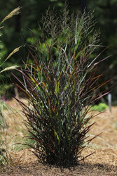 Switch on Year-Round Interest with Panicum