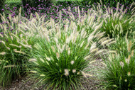 A Fountain of Choices! Chapter 2 (Pennisetum) 