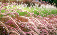 A Fountain of Choices!  (Pennisetum ) 