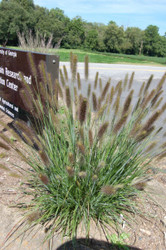 Pennisetum alopecuroides- The Infertile Collection