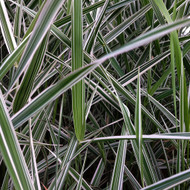 Phalaris arundinacea ‘Dwarf Garters’ ...Even miners have to hold their socks up. 