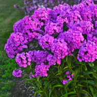 Phlox paniculata 'FASHIONABLY EARLY' Series