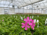 Don’t let spring creep up on you! Phlox subulata