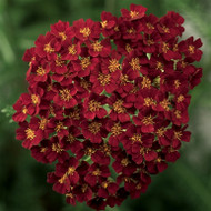 Evening Blooms Early ~ Achillea Desert Eve™ series