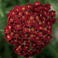 Evening Blooms Early ~ Achillea Desert Eve™ series