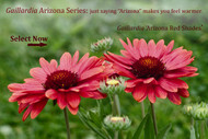 Grand 'Arizona' Gaillardia 