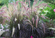 It's the One Everyone Loves- Pennisetum xa. 'Rubrum' 