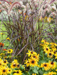 Rudbeckia hirta SmileyZ® Series