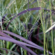 Reloaded! 3 Fresh from the Oven...Panicum