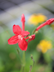 Summer Bloomin', Heat Lovin', - Ruellia Ragin' Cajun™